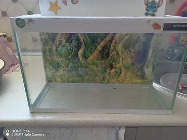 Şüşə akvarium Mənzərəli fonu var qiymət sondur - Şəffaf şüşədən - şəkil 4