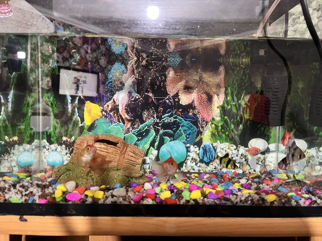 Akvarium+dekorlar+baliq3nov 9eded+su filtir nasosu+isidici