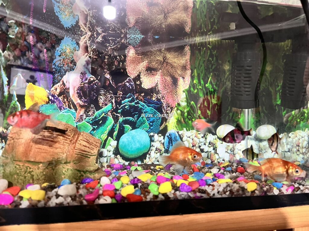 Akvarium+aksesuarlari+filtir nasosu+9eded balig 3nov hamisi daxildir