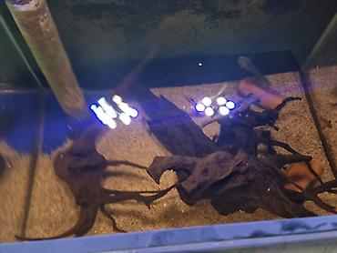 Akvarium dəsti Ölçülər: - En: 0,45 m - Uzunluq: 0,70 m - Hündürlük - şəkil 5