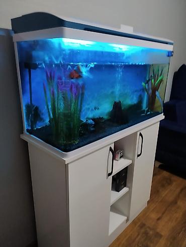 Akvaryum dəsti – şkaflı, işıqlı - Geniş şüşə akvaryum, üst qapaqlı - şəkil 5