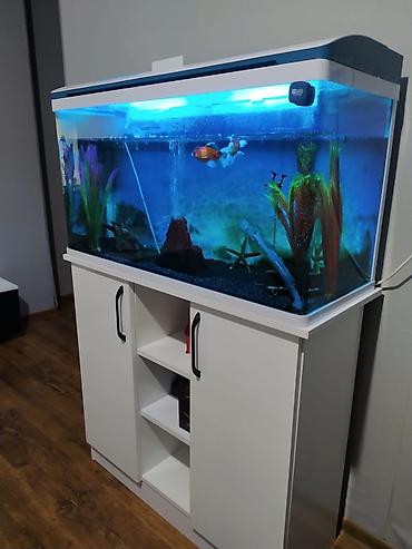 Akvaryum dəsti – şkaflı, işıqlı - Geniş şüşə akvaryum, üst qapaqlı - şəkil 2