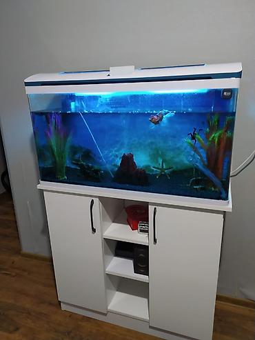 Akvaryum dəsti – şkaflı, işıqlı - Geniş şüşə akvaryum, üst qapaqlı - şəkil 4