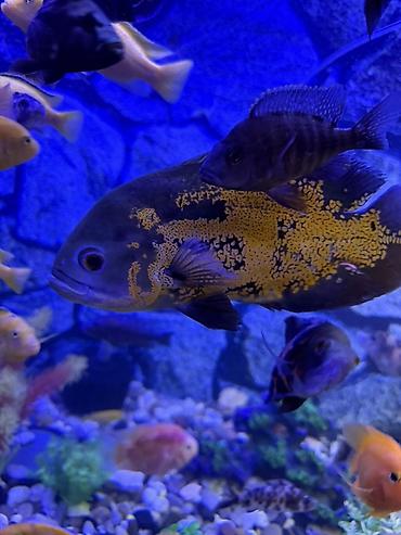 Аквариум - 2 м ( 7,000 Манат Цена - şəkil 4