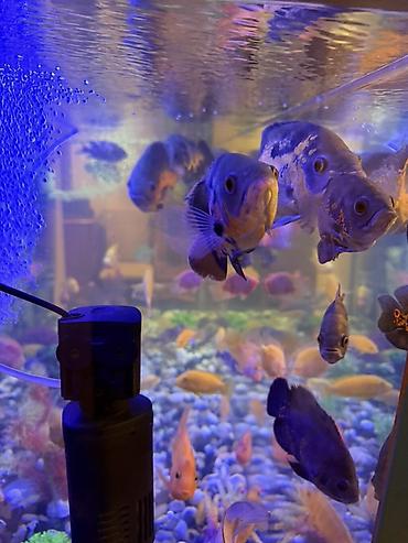 Аквариум - 2 м ( 7,000 Манат Цена - şəkil 3