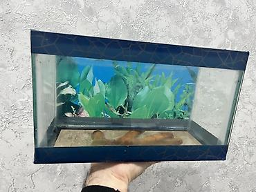 Dördbucaq akvarium, Boş, 7 l - şəkil 4