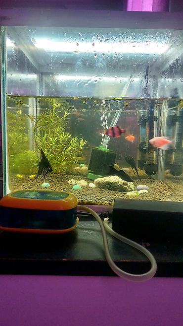 Akvaryum komplekti – tam işlək set - Şüşə akvaryum: düzbucaqlı forma - şəkil 3