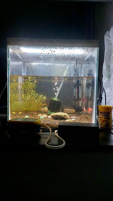 Akvaryum komplekti – tam işlək set - Şüşə akvaryum: düzbucaqlı forma - şəkil 4