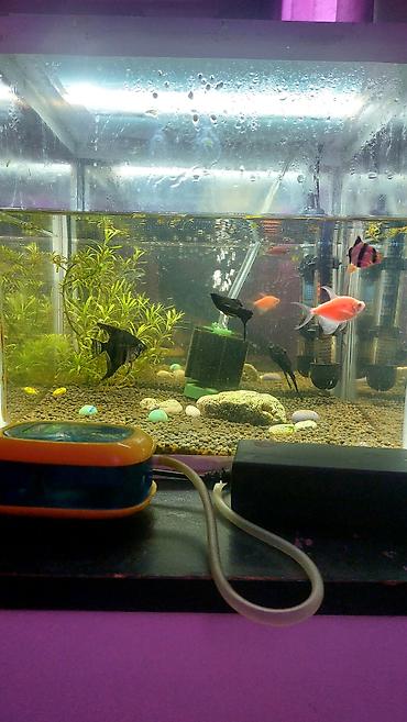 Akvaryum komplekti – tam işlək set - Şüşə akvaryum: düzbucaqlı forma - şəkil 2