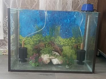 Dördbucaq akvarium, Boş, 100 l - şəkil 5