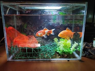 Dördbucaq akvarium, Balıqlarla birlikdə, 30 l, Pulsuz çatdırılma - şəkil 3