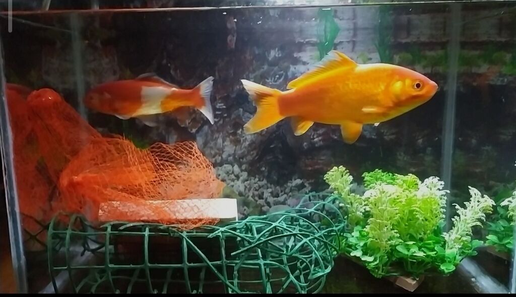 Dördbucaq akvarium, Balıqlarla birlikdə, 30 l, Pulsuz çatdırılma