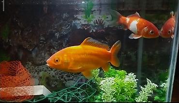 Dördbucaq akvarium, Balıqlarla birlikdə, 30 l, Pulsuz çatdırılma - şəkil 4