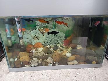 Akvaryum komplekti - Şüşə akvaryum, 17 eder balıqla birlikdə su - şəkil 3