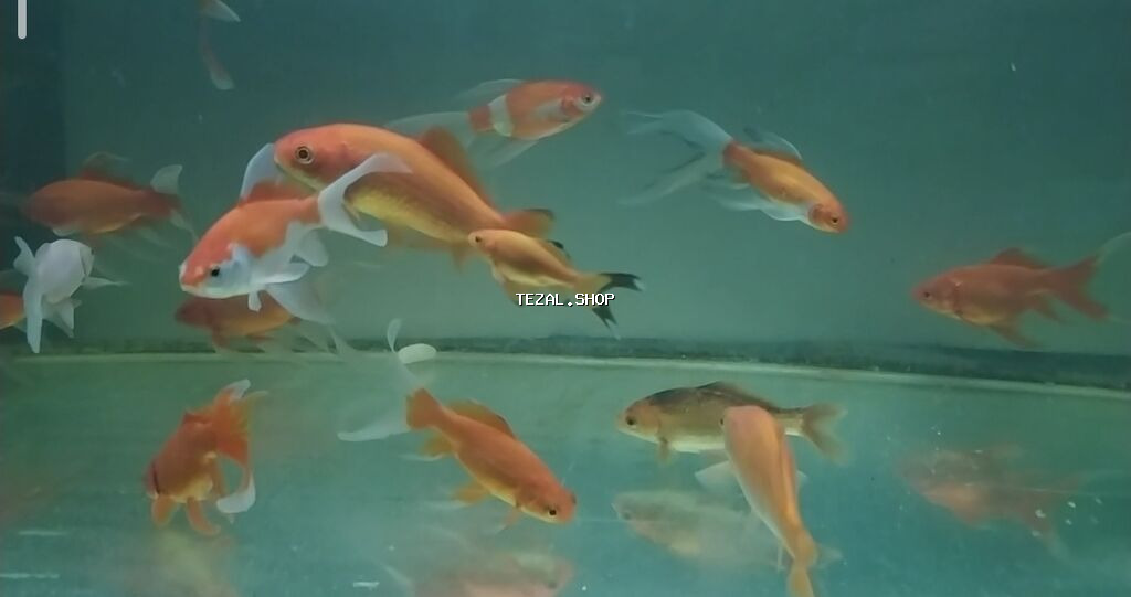 Qızıl balıq, Sülhsevər, Pulsuz çatdırılma