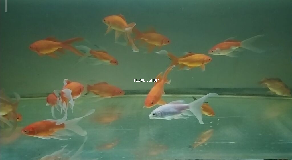 Qızıl balıq, Sülhsevər, Pulsuz çatdırılma - şəkil 2