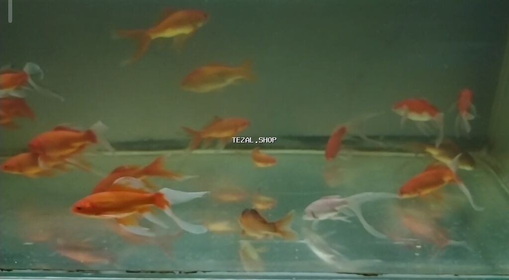 Qızıl balıq, Sülhsevər, Pulsuz çatdırılma - şəkil 3