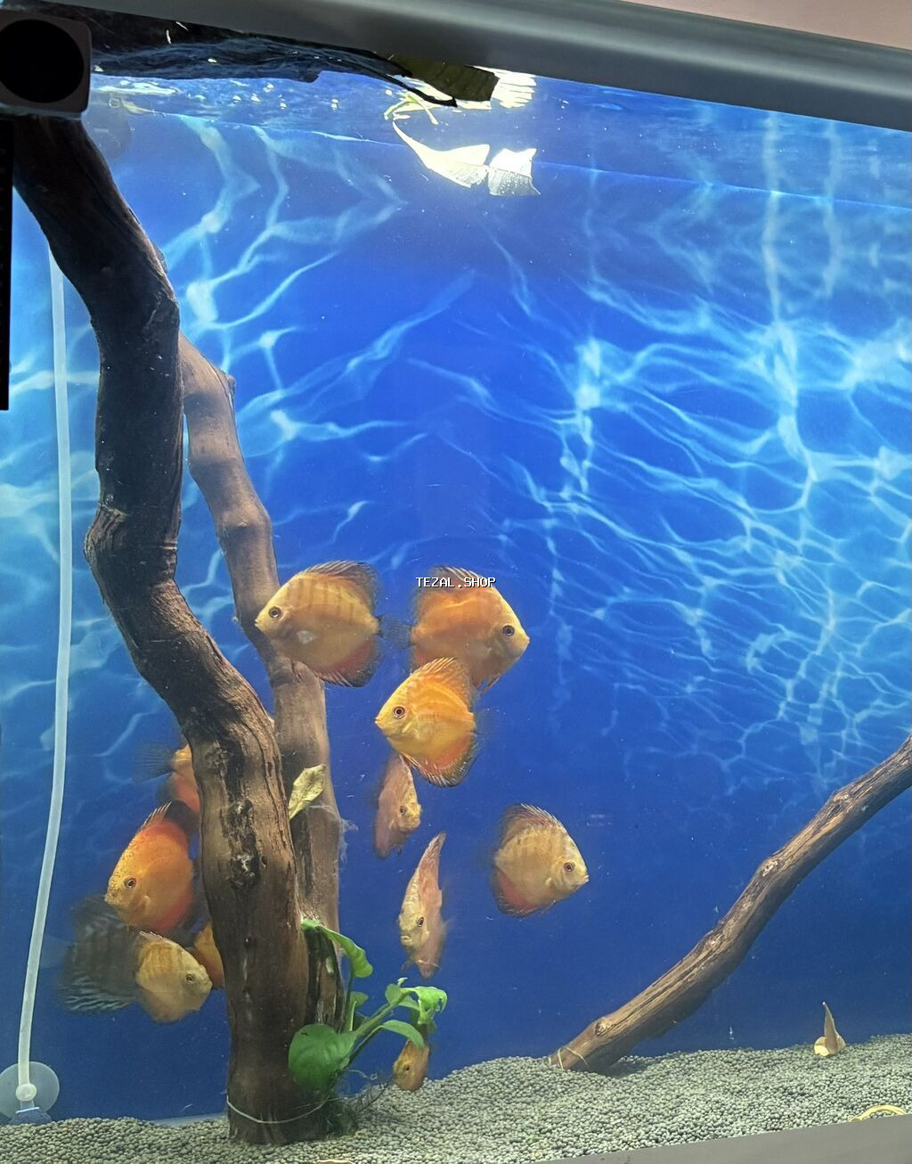 Diskus, Sülhsevər, Ünvandan götürmə, Ödənişli çatdırılma