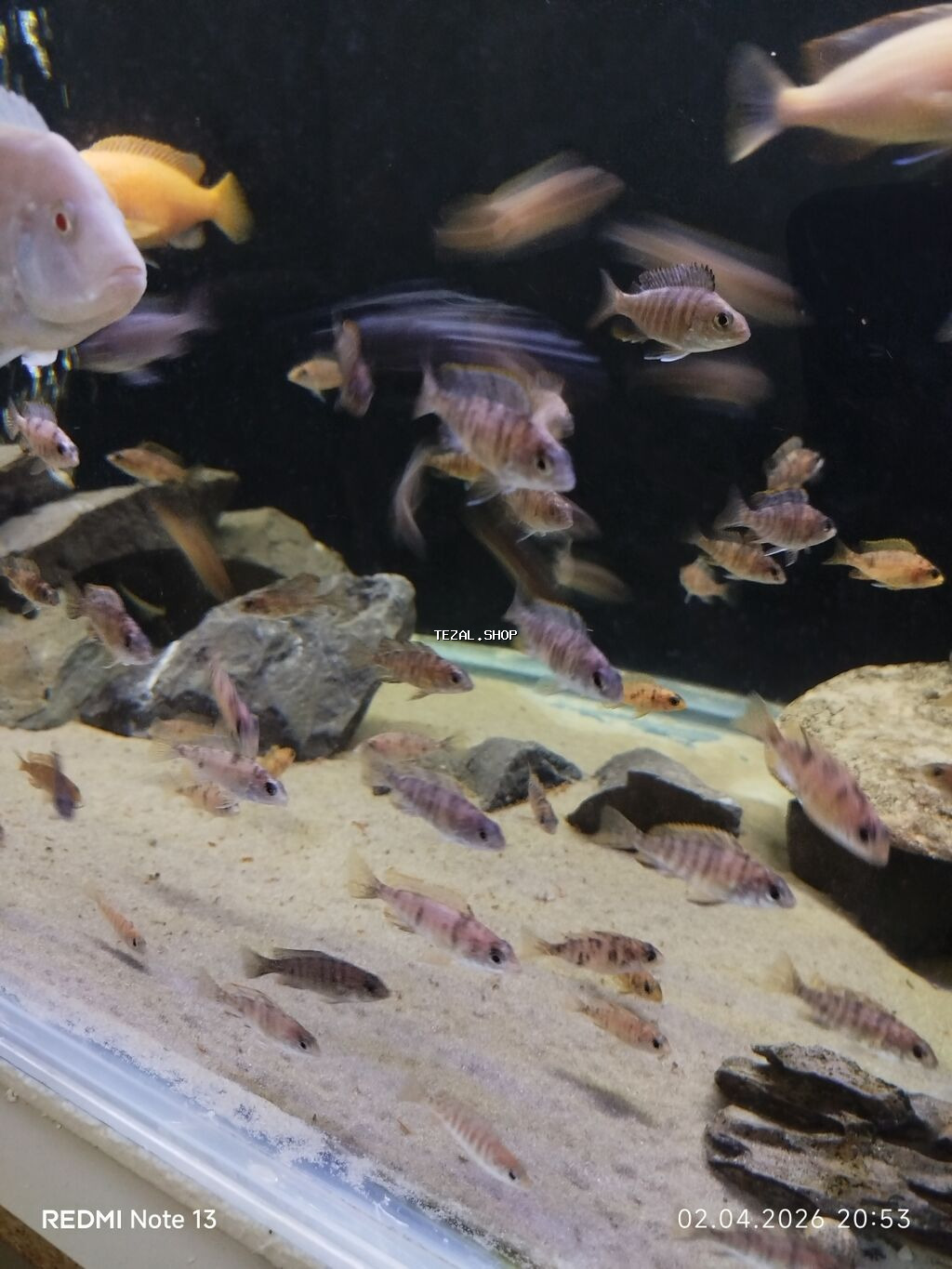 Cixlid balığı, Yırtıcı, Ünvandan götürmə