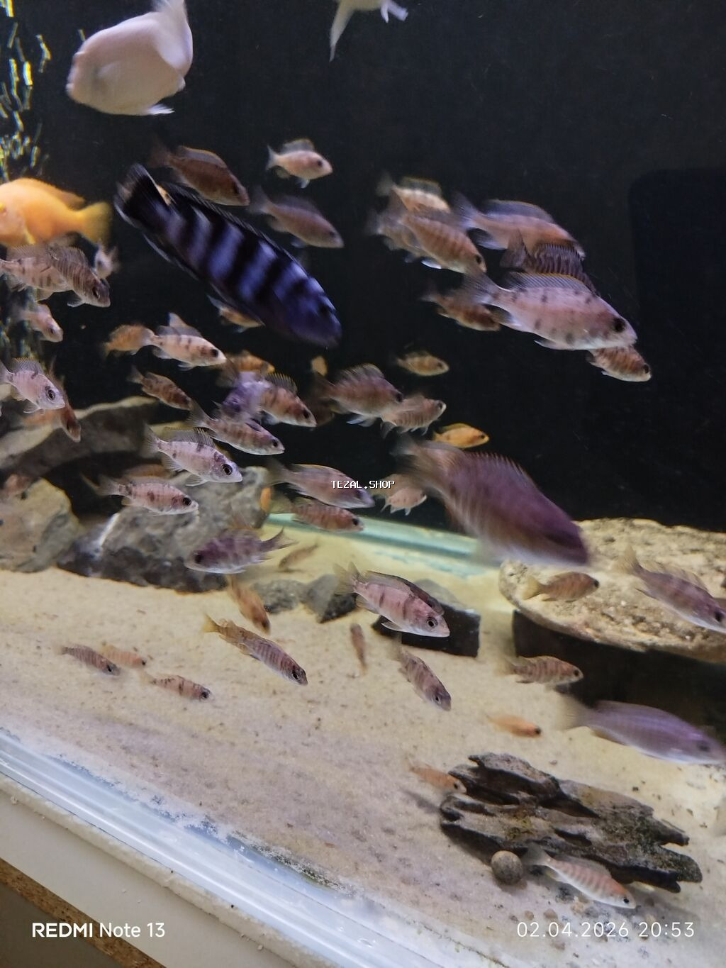 Cixlid balığı, Yırtıcı, Ünvandan götürmə - şəkil 2