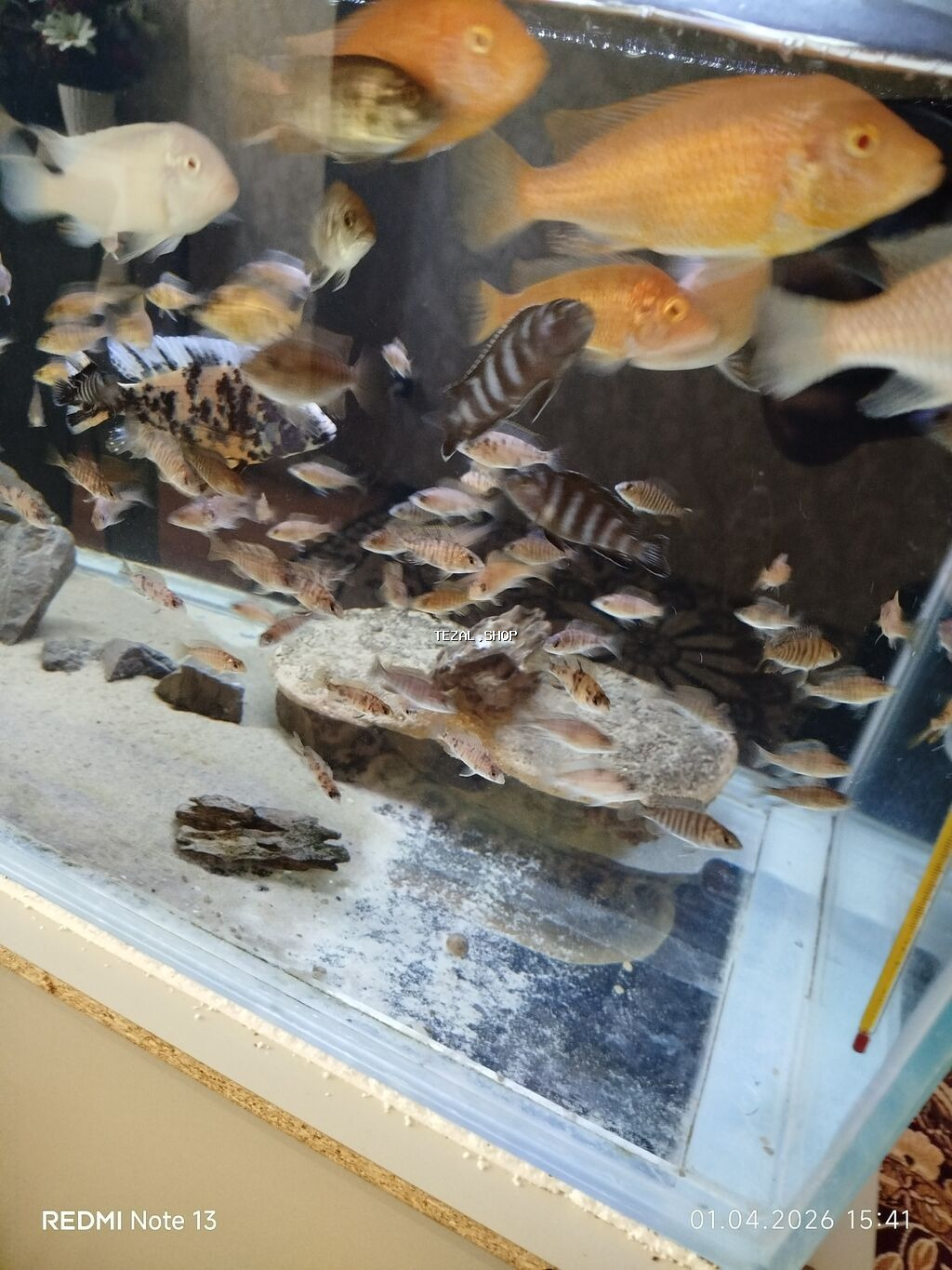 Cixlid balığı, Yırtıcı, Ünvandan götürmə - şəkil 4