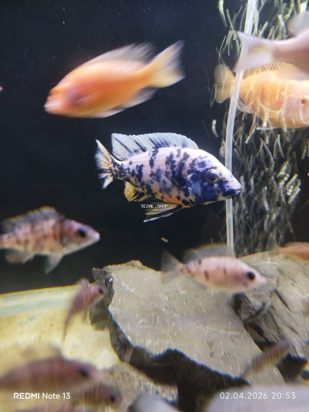 Cixlid balığı, Yırtıcı, Ünvandan götürmə - şəkil 5