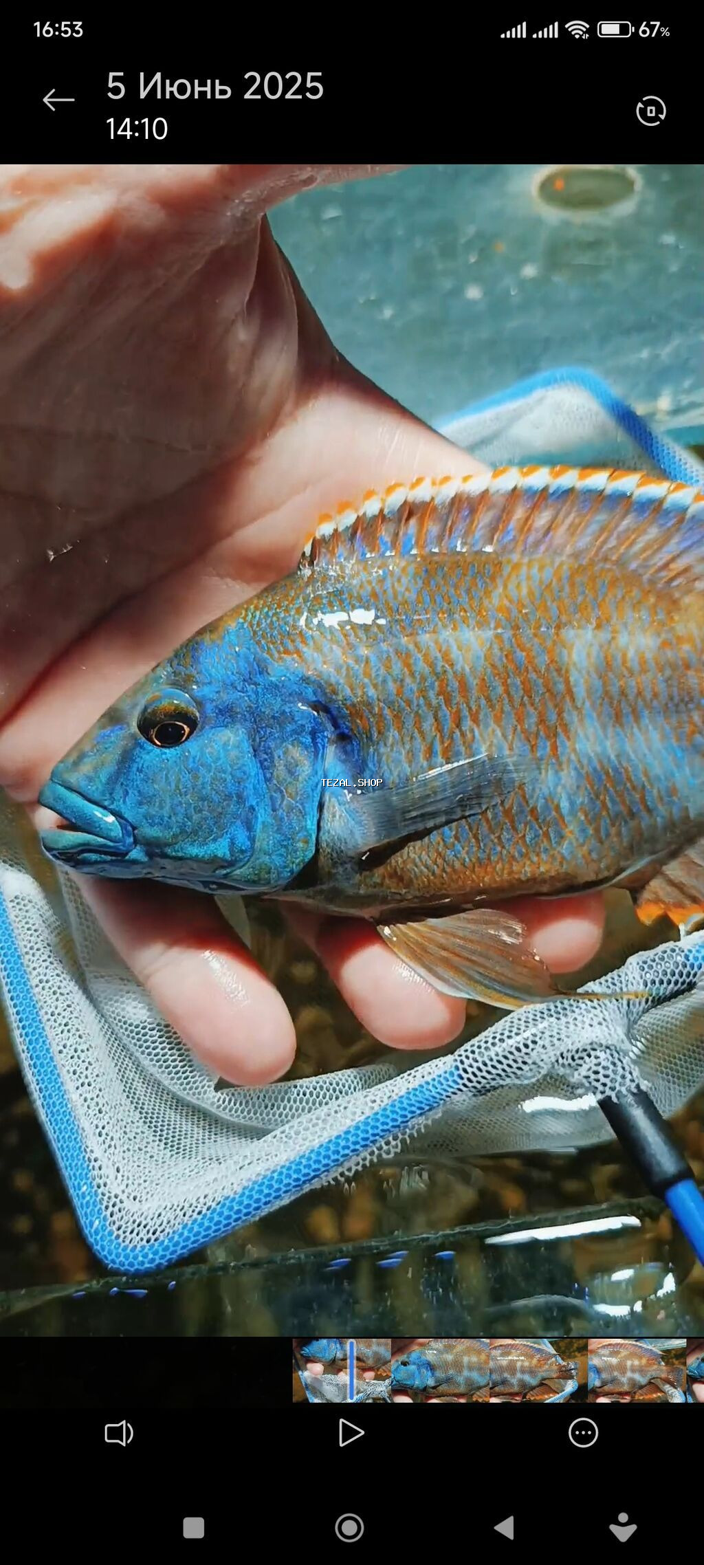 Yırtıcı, Ödənişli çatdırılma, Ünvandan götürmə