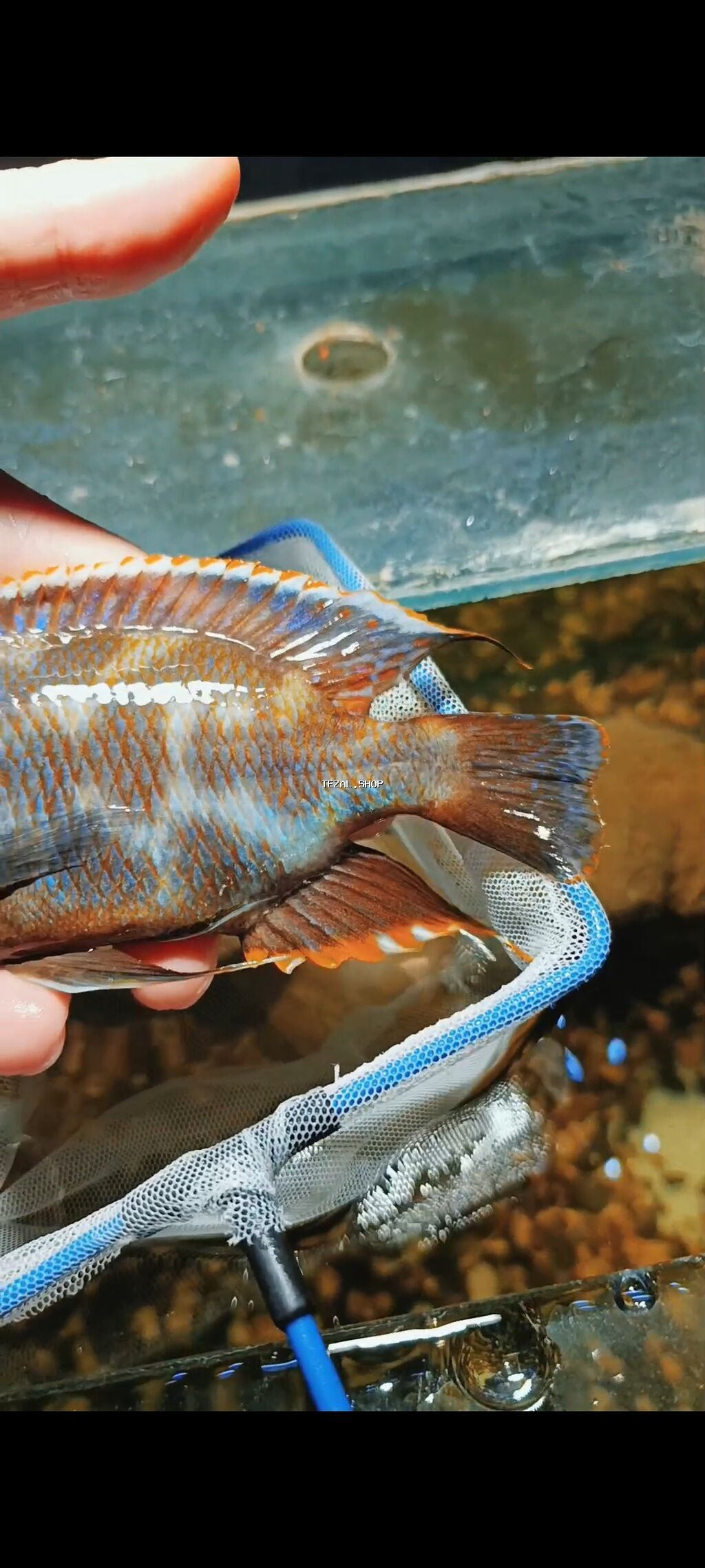 Yırtıcı, Ödənişli çatdırılma, Ünvandan götürmə - şəkil 2