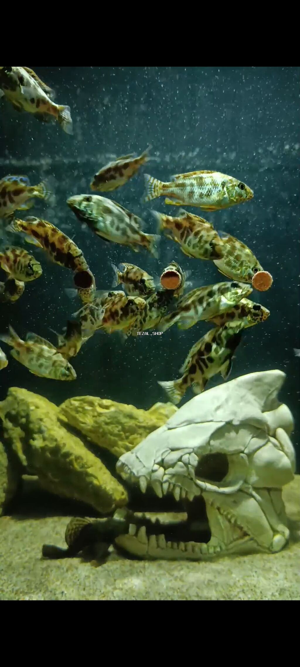 Yırtıcı, Ödənişli çatdırılma, Ünvandan götürmə - şəkil 4