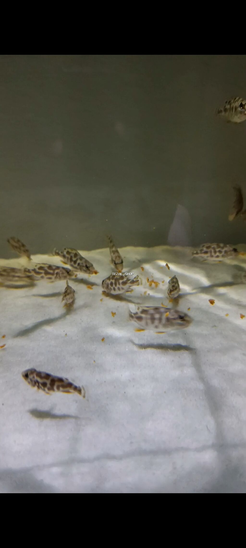 Yırtıcı, Ödənişli çatdırılma, Ünvandan götürmə - şəkil 5