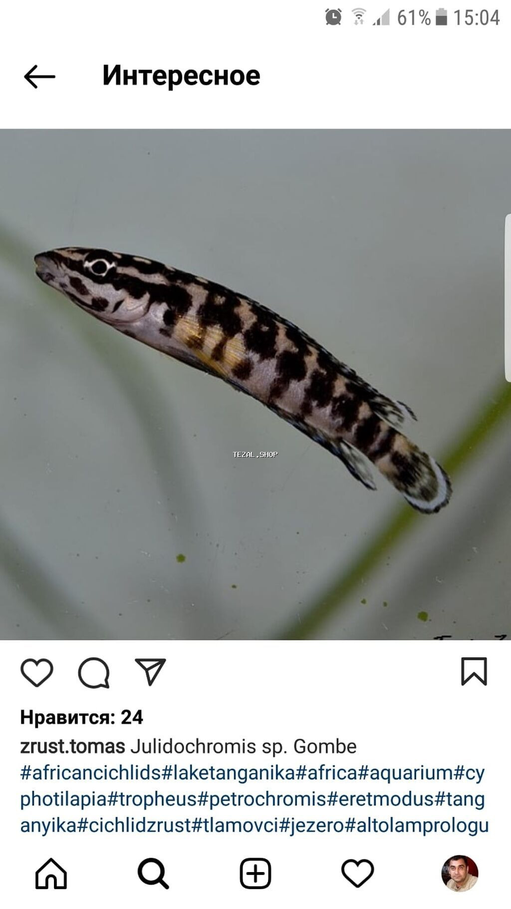 Yırtıcı, Ünvandan götürmə