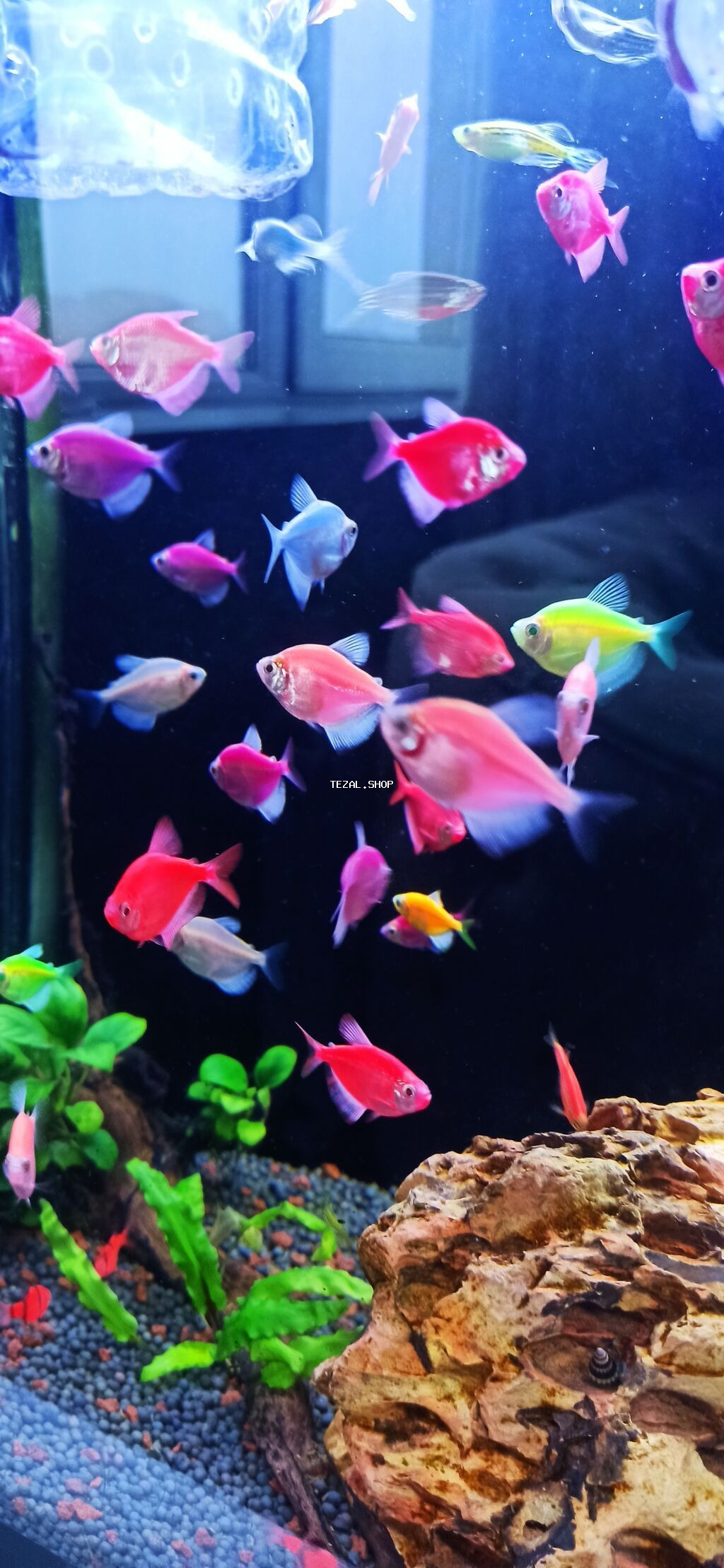Glofish, Sülhsevər