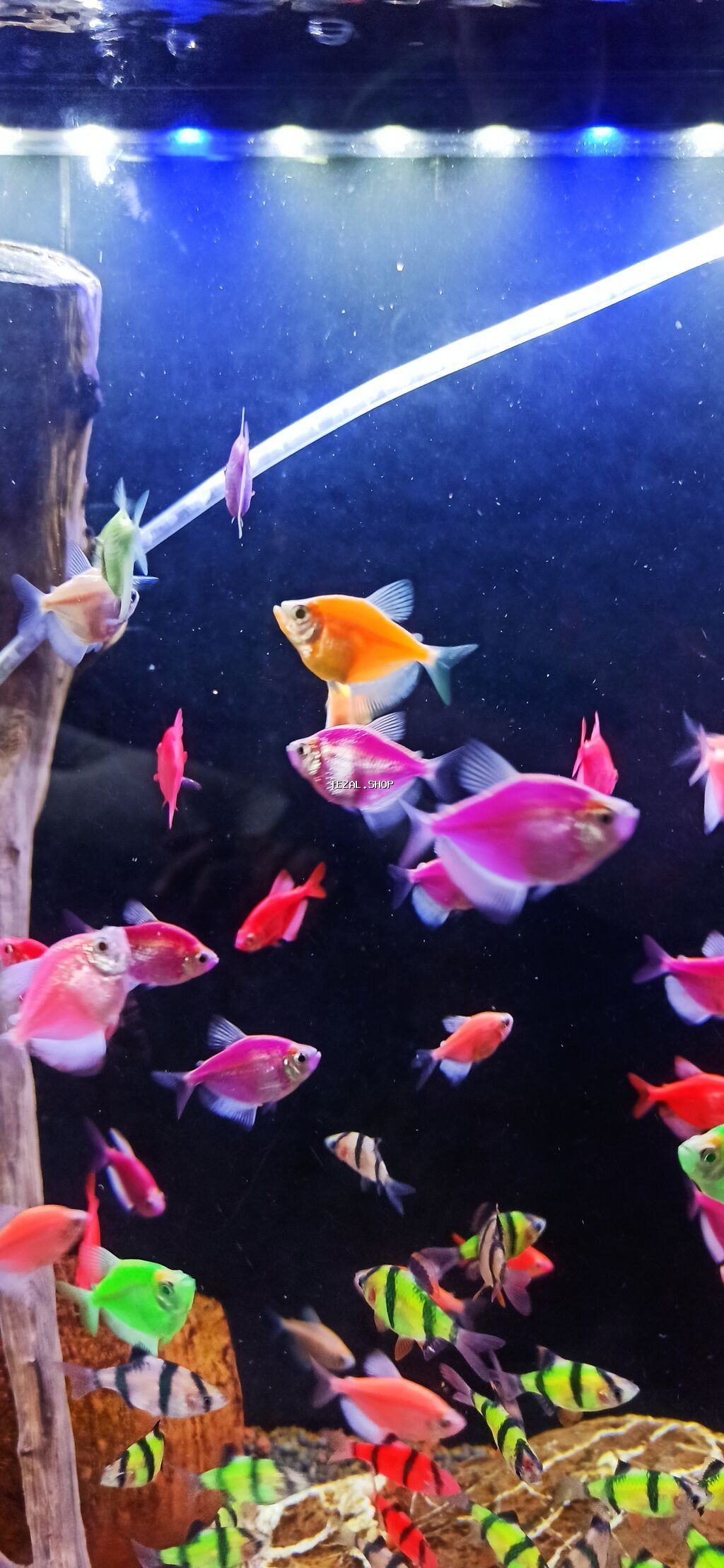 Glofish, Sülhsevər - şəkil 2