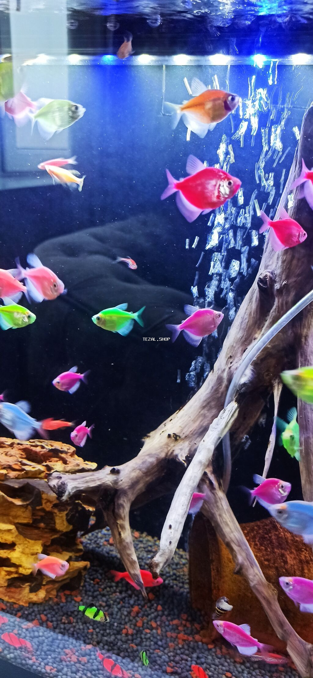 Glofish, Sülhsevər - şəkil 3