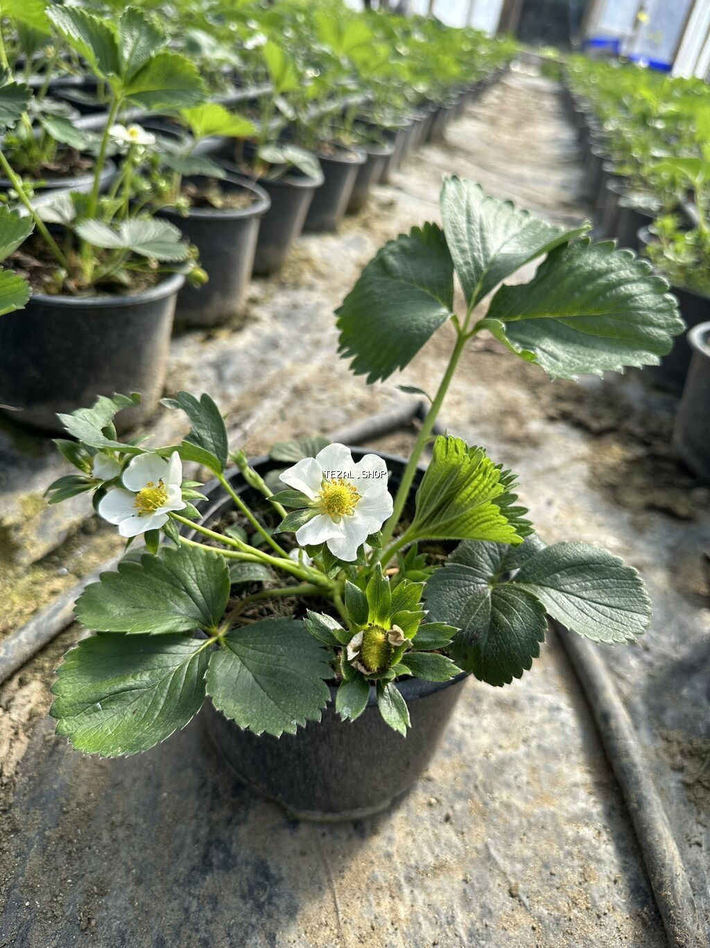 Çiyələk ştilləri satılır. Viktoriya sortudur. Qiyməti 1.50 azn (topdan