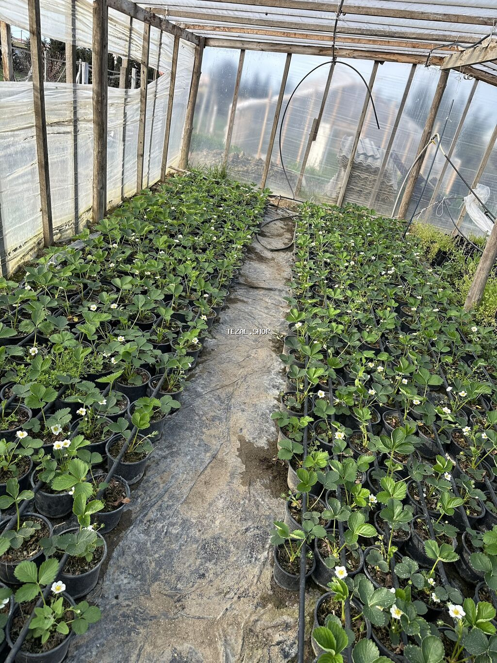 Çiyələk ştilləri satılır. Viktoriya sortudur. Qiyməti 1.50 azn (topdan - şəkil 2