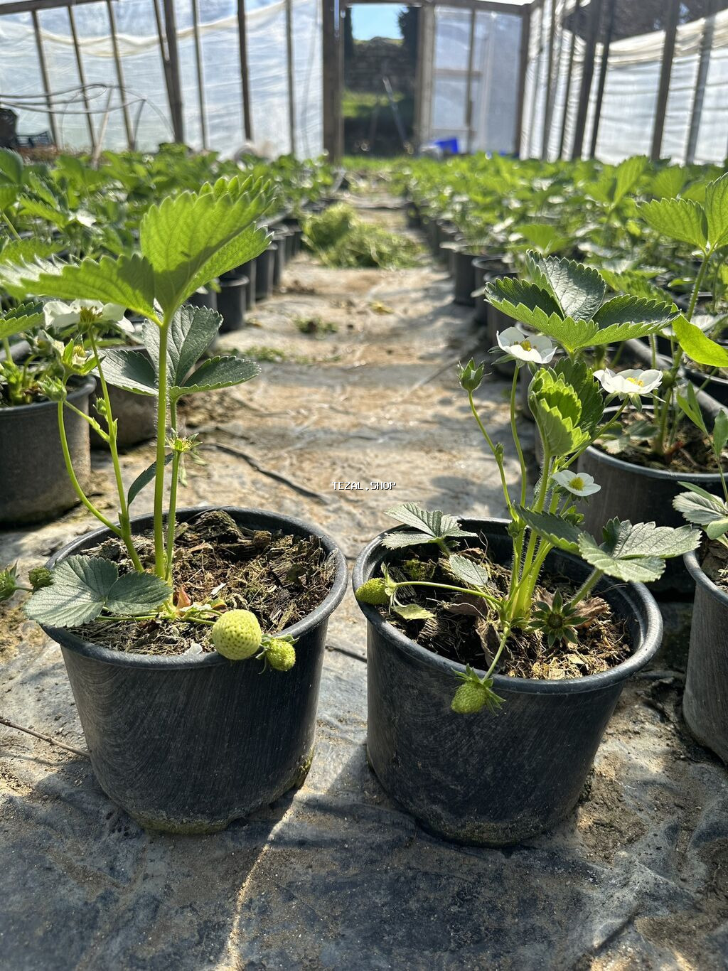 Çiyələk ştilləri satılır. Viktoriya sortudur. Qiyməti 1.50 azn (topdan - şəkil 3