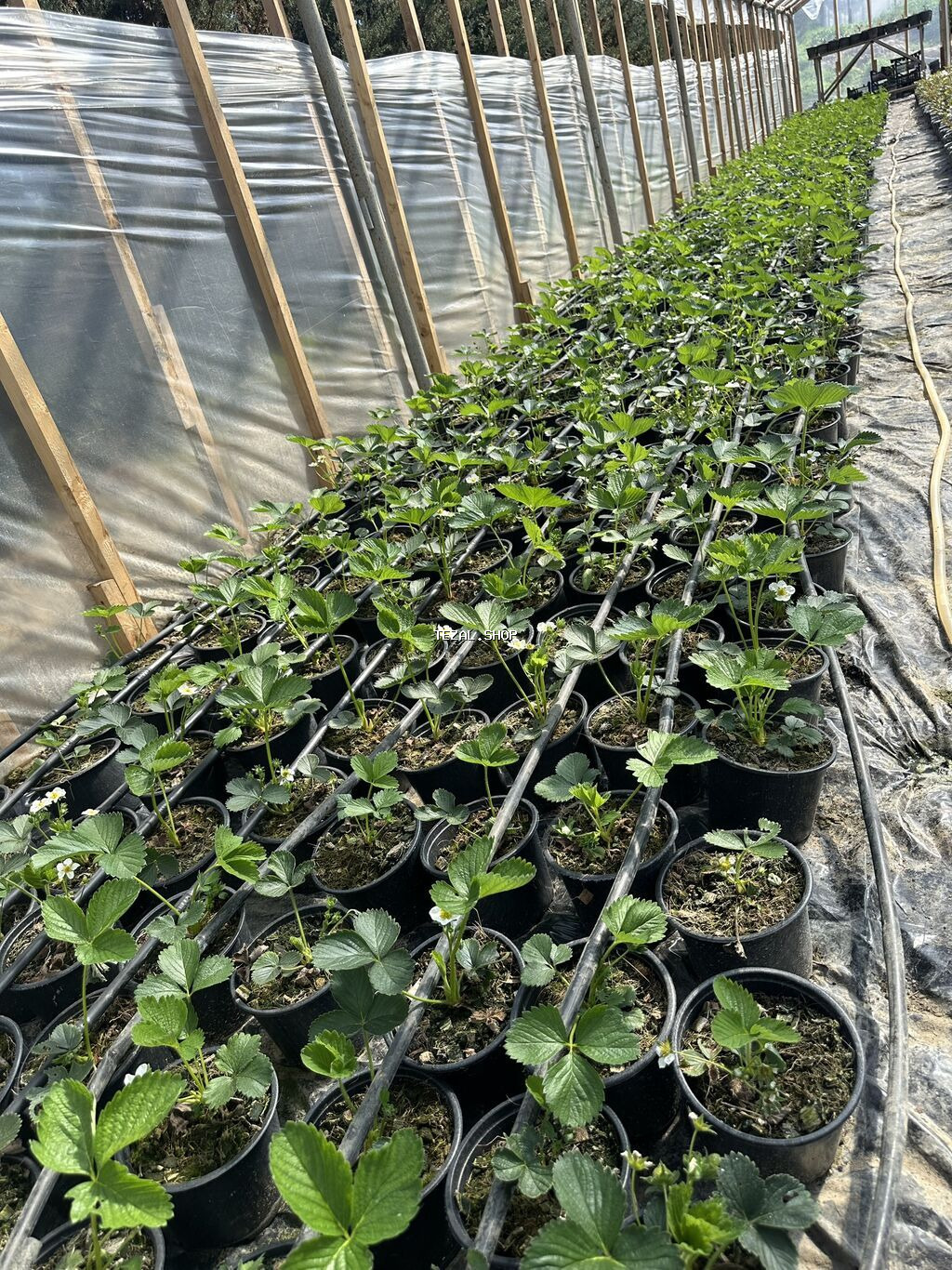 Çiyələk ştilləri satılır. Viktoriya sortudur. Qiyməti 1.50 azn (topdan - şəkil 4