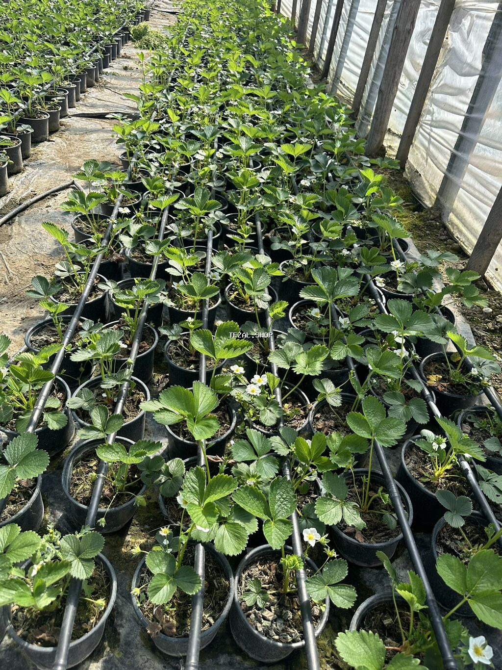 Çiyələk ştilləri satılır. Viktoriya sortudur. Qiyməti 1.50 azn (topdan - şəkil 5