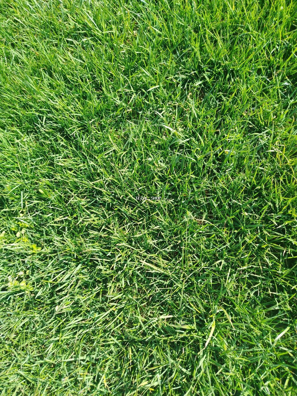 Qazon Sifarişi - şəkil 2