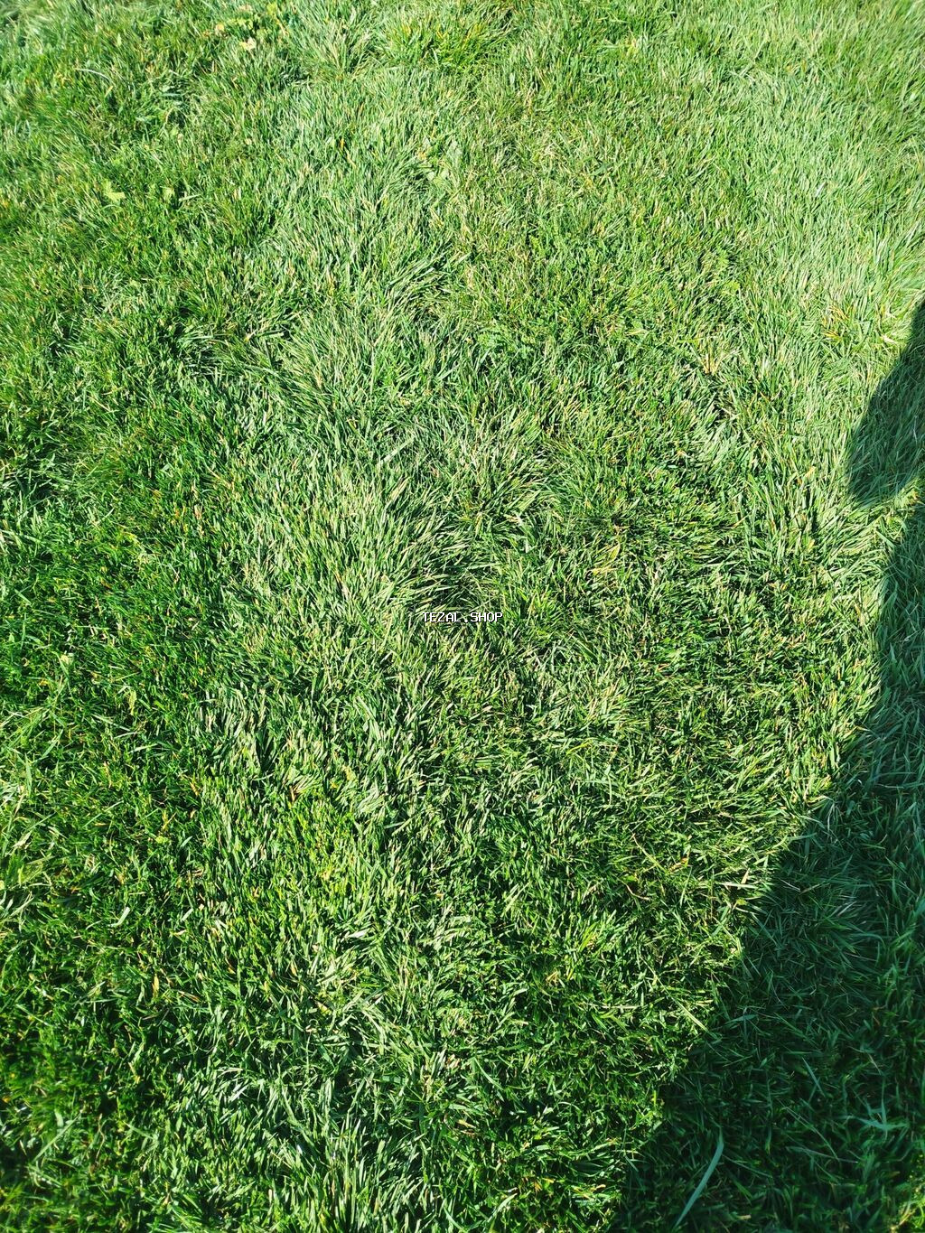 Qazon Sifarişi - şəkil 3