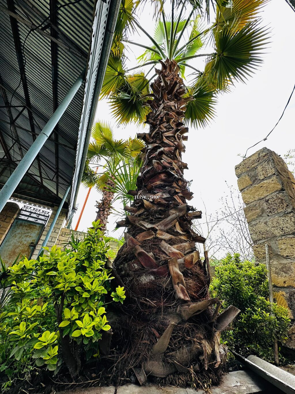 Beyləqan rayonu, Daşburun kəndində, birbaşa yol kənarında yerləşən 2 - şəkil 5