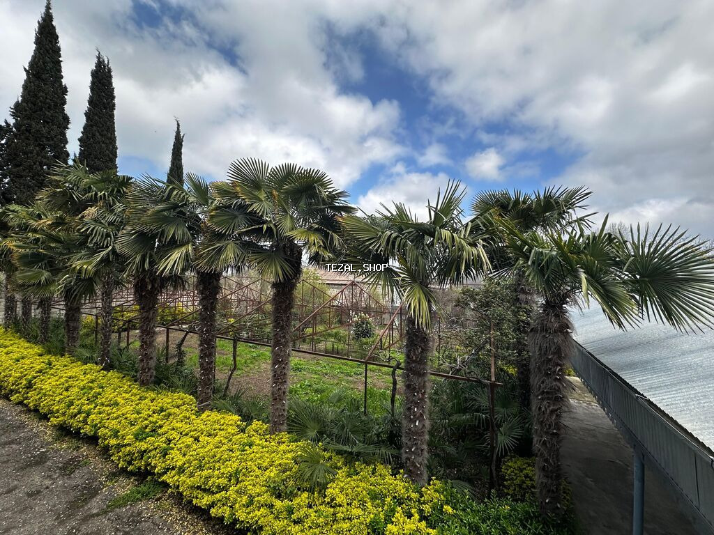 Beyləqan rayonu, Daşburun kəndində yerləşən 10 ədəd sağlam, 20 illik