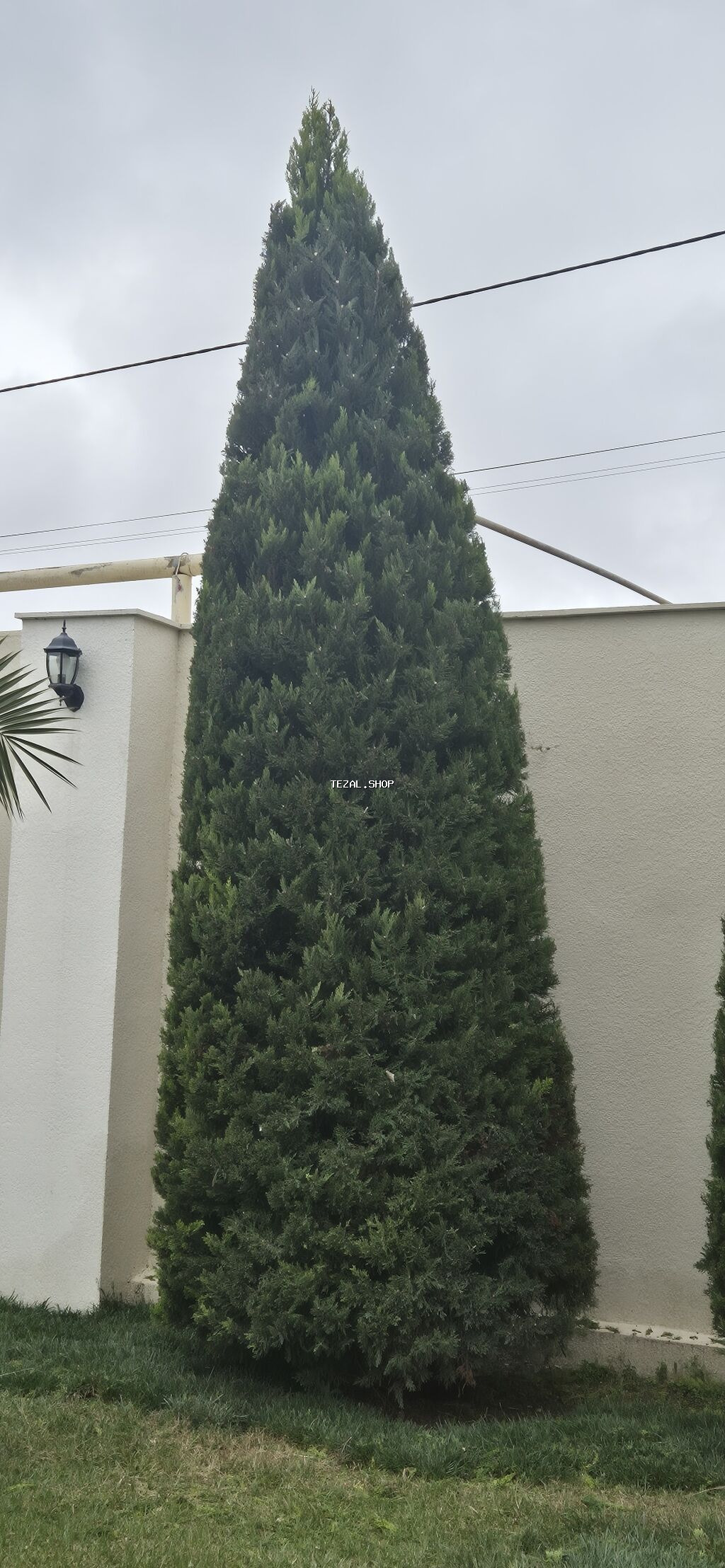 Продажа лимонных ёлок высота 6 метров. В наличии 5 штук