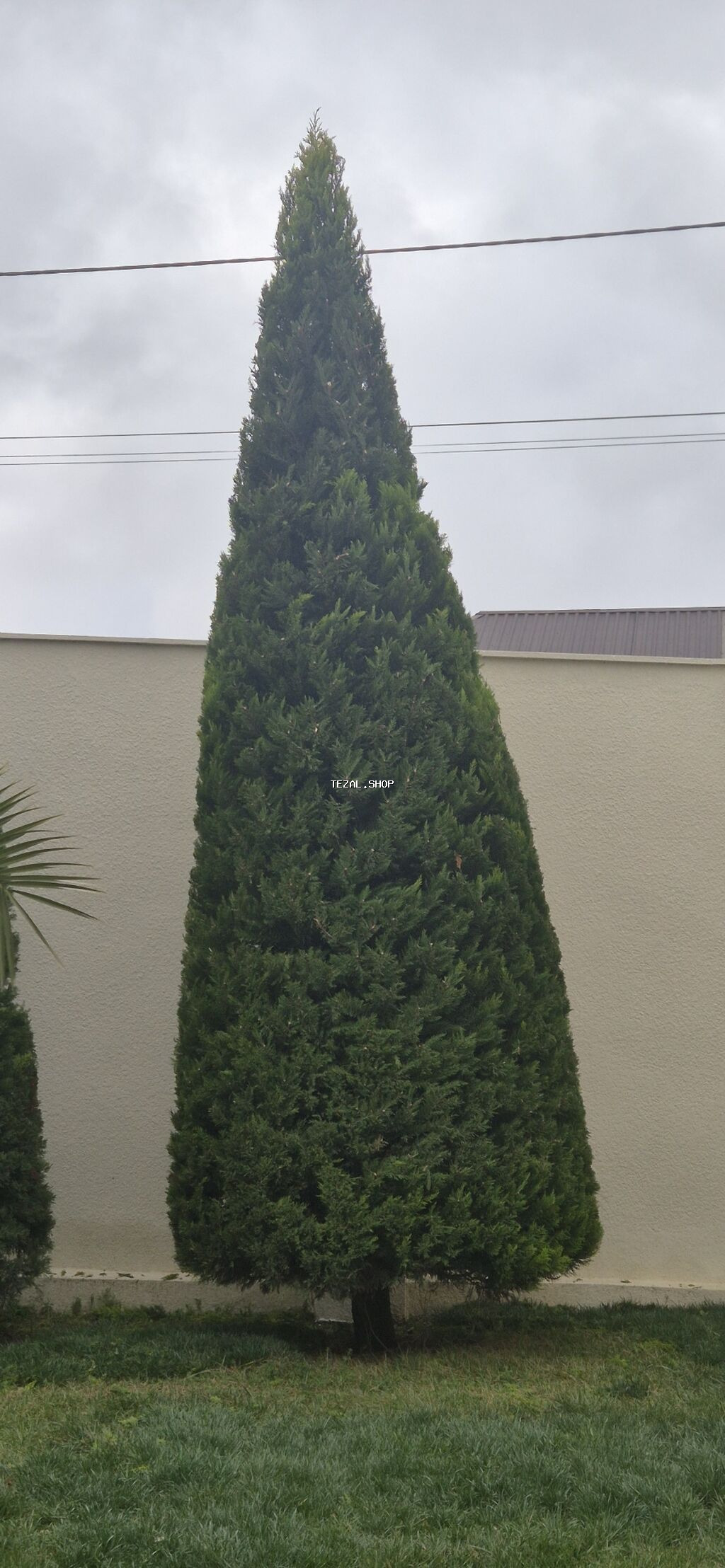 Продажа лимонных ёлок высота 6 метров. В наличии 5 штук - şəkil 2