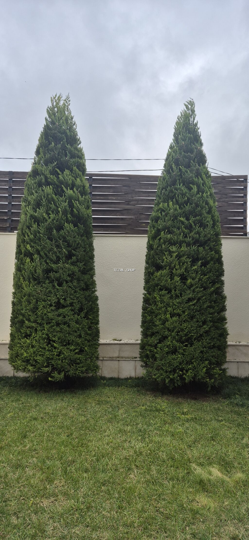 Продажа лимонных ёлок высота 6 метров. В наличии 5 штук - şəkil 3