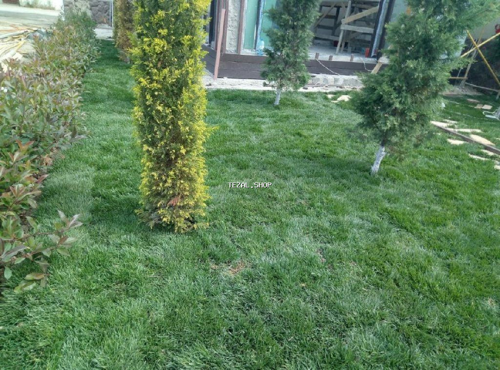 Super qazon enli yarpaq sıx və alaqsız hörmetli ve deyerli - şəkil 2