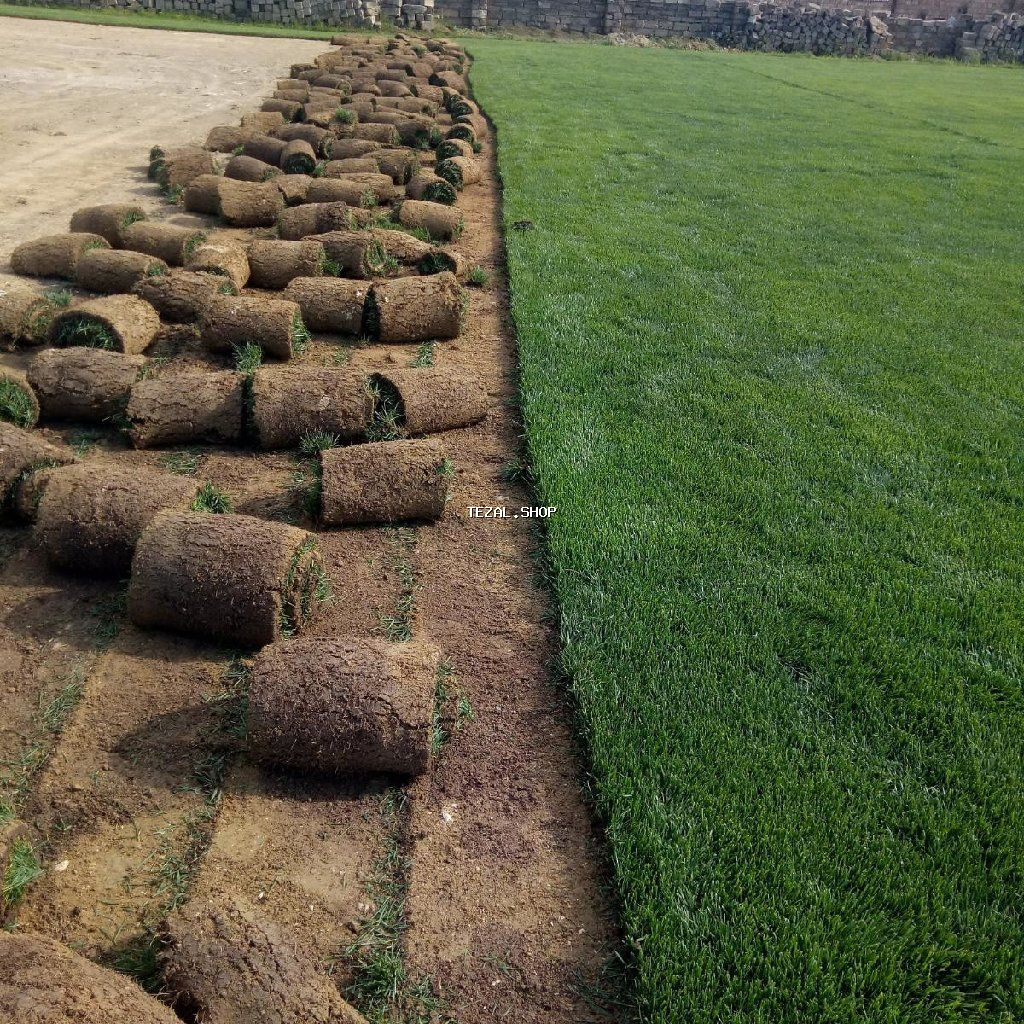 Super qazon enli yarpaq sıx və alaqsız hörmetli ve deyerli - şəkil 3