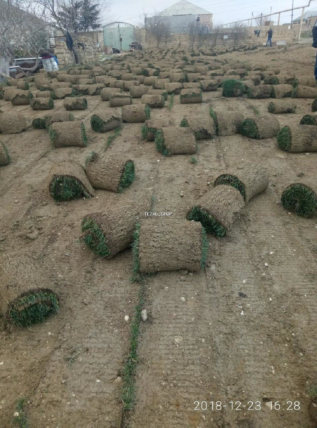 Super qazon enli yarpaq sıx və alaqsız hörmetli ve deyerli - şəkil 5