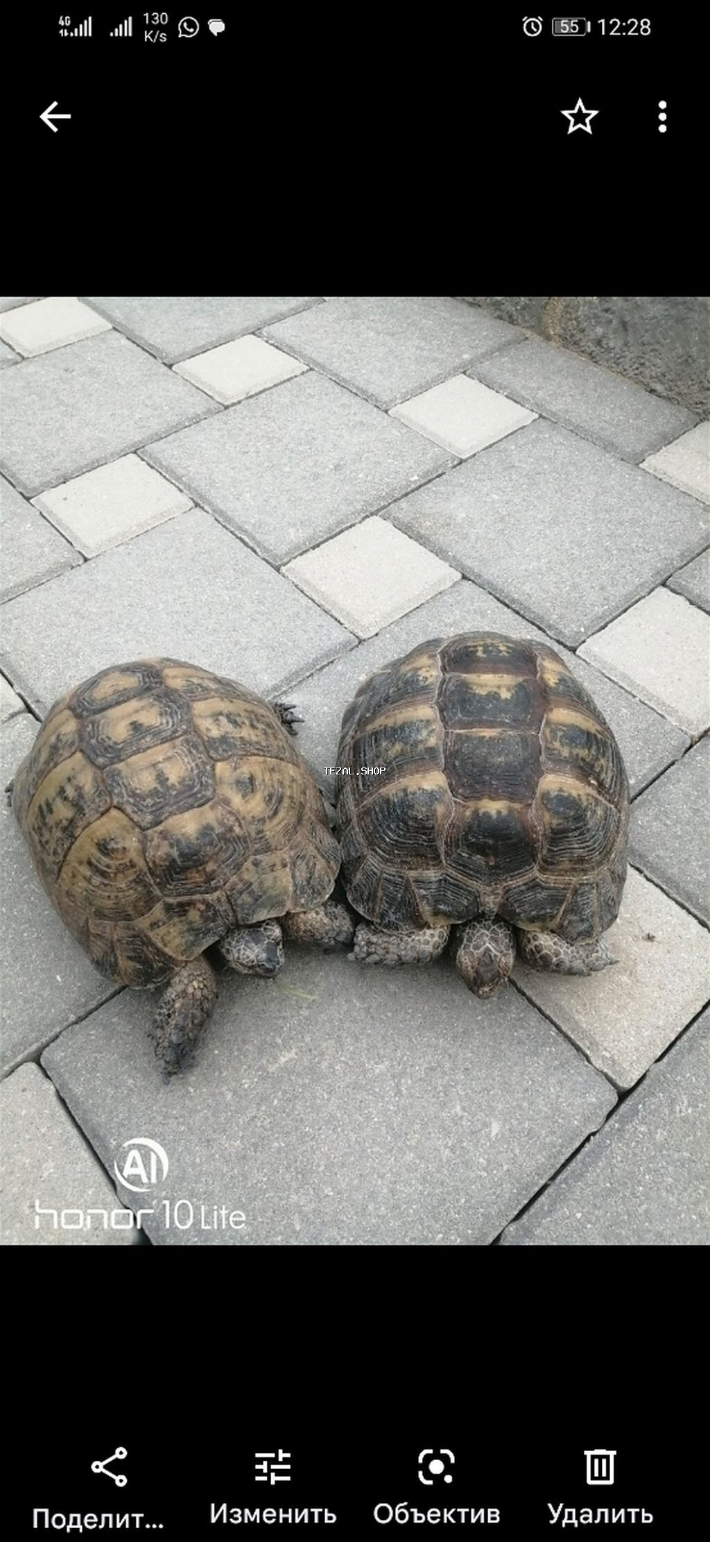 Salam aleykum tısbağalar eldedir sağlamdır hər ölçüdə var qiymət və